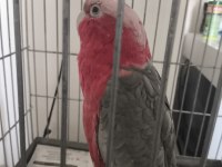 Rose Galah Kakadu
