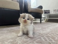 British Longhair Kedileri