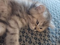 2 adet 2 aylık chinchilla yavru
