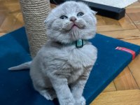 Ev ortamından British ve Scottish Fold Yavrular