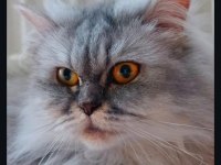 Chinchilla kedimizi sahiplendirme