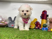MALTESE TERRİER YAVRULARI