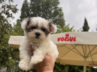 Muhteşem Morkie Yavrular