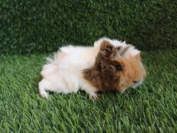 Guinea pig Yavrular Aynı Gün Set Halinde Teslim Edilir