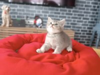 Golden Blue Ay 25 British Shorthair