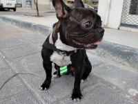 EĞİTİMLİ FRENCH BULLDOG DİŞİ ACİL