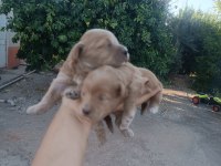 Maltipoo teriyer