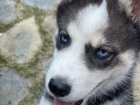 3 AYLIK SAFKAN ERKEK HUSKY