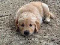 Baby face suratlı golden retriever yavrularımız