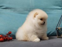 teddy bear boo yavrular taksitle heryere gönderilir