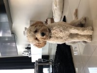 Maltipoo 1 yaşında