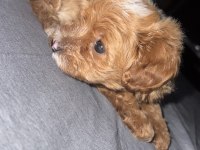 3 Aylık Yavru Toy Poodle
