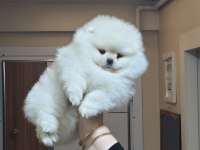 Kar Beyaz Üst Kalite Küçük Prens Pomeranian Boo