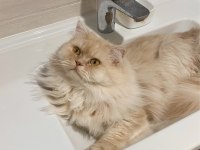ERKEK CHİNCHİLLA KEDİSİ