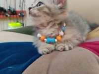 British shorthair minik cana yakın erkek yavrular