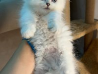 Scottish fold longhair ns1133