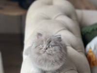 A Kalite British Longhair Yavrum