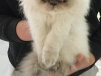 Blue Point Himalayan Persian