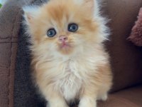 British longhair kedisi
