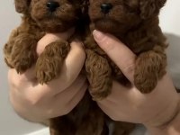 IRK VE SAĞLIK GARANTİLİ POODLE KÖPEKLERİ