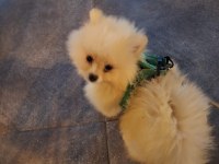 3 aylık erkek pomeranian tüm aşıları tamam