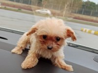 Aşıları yapılmıştır maltipoo