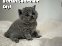 Safkan British Shorthair 2 Aylık Yavrular