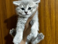 Scottish fold yavrularımıza yuva arıyoruz