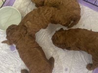 Toy poodle köpeğimiz