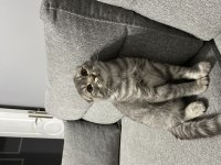 6 aylık scottish fold