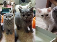 MUHTEŞEM GÜZELLİKTE BRİTİSH SHORTHAİR YAVRULARIMIZ