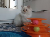 Full secereli british longhair