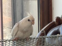2,5 aylık zincir desen sultan papağanı