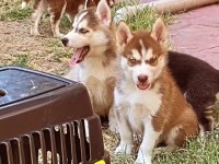 A kalite husky Sibirya kurdu yavrularım
