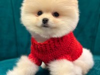 POMERANİAN BOO YAVRULARI
