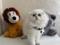 Scottish Fold Longhair
