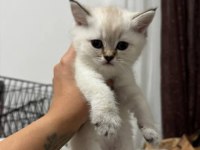 British Shorthair Bebekler 45 Günlük
