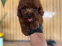 Toy Poodle Bebekler Referans Yavru