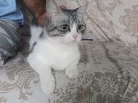 Kedime acil yuva arıyorum