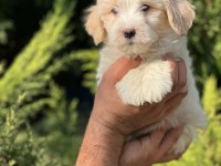Maltipoo Yavrular Adrese Gönderim ve Kapıda Ödeme Vardır