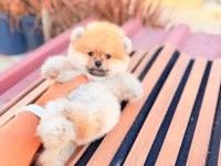 Ayı surat pomeranian