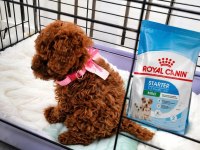 Wc eğitimli orjinal ev üretimi toy poodle