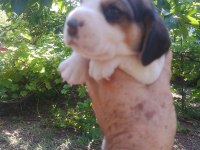 Birbirinden tatlı beagle yavruları