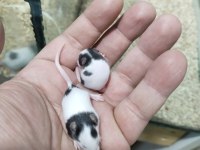 Panda Mice