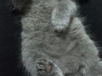 0 kulak top kafa scottish fold