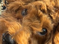 4 aylık efsane toy poodle tüm aşıları yapılmış