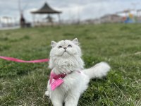 Şecereli British Longhair