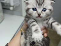 Yavru scottish fold kedisi