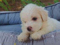 Maltes terrier