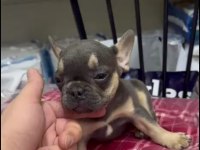 French Bulldog Yavrularımız Irk Ve Sağlık Garantili